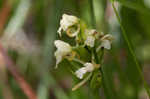 Small green wood orchid